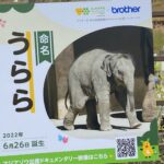 東山動物園にいるアジアゾウの赤ちゃんに会ってみて